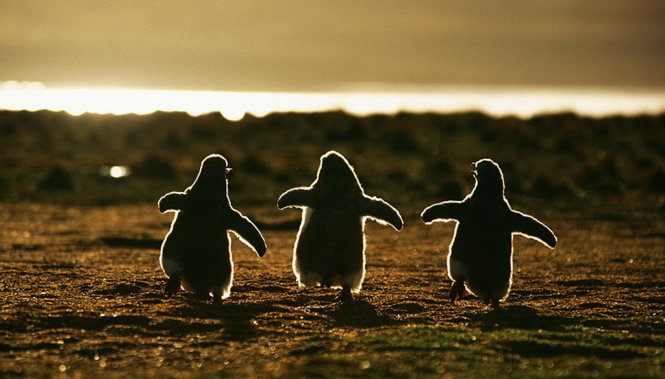 Chim cánh cụt, hay còn gọi là chim cụt cánh, là một bộ chim không cánh sinh sống dưới nước, chủ yếu tại khu vực Nam bán cầu