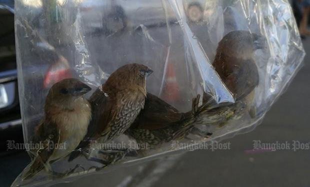Những chú chim bán cho người phóng sinh bị nhốt trong túi nilon cả ngày lẫn đêm bên ngoài ngôi đền - Ảnh: Bangkokpost