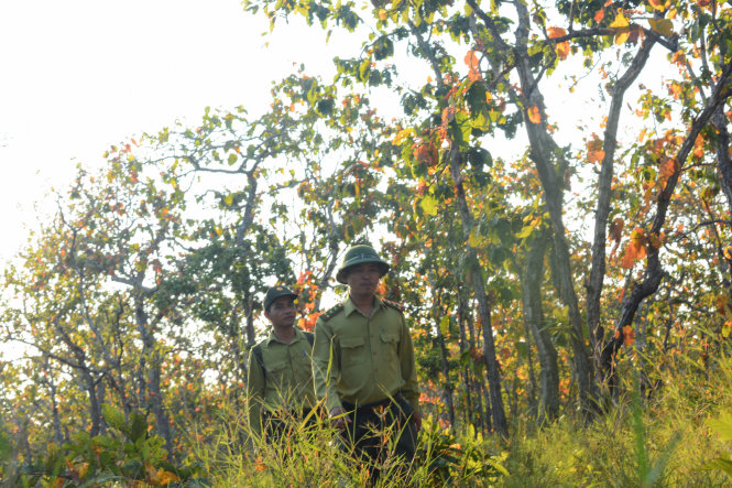 Các cán bộ kiểm lâm đi tuần tra trong rừng Khộp mùa thay lá.