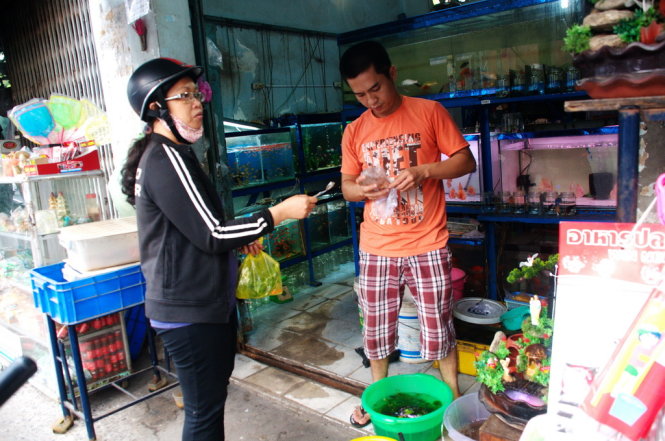 Mua cá chơi tết ở một tiệm cá trên đường Nguyễn Kiệm, Q.Phú Nhuận, TP.HCM - Ảnh: KHÁNH NGỌC
