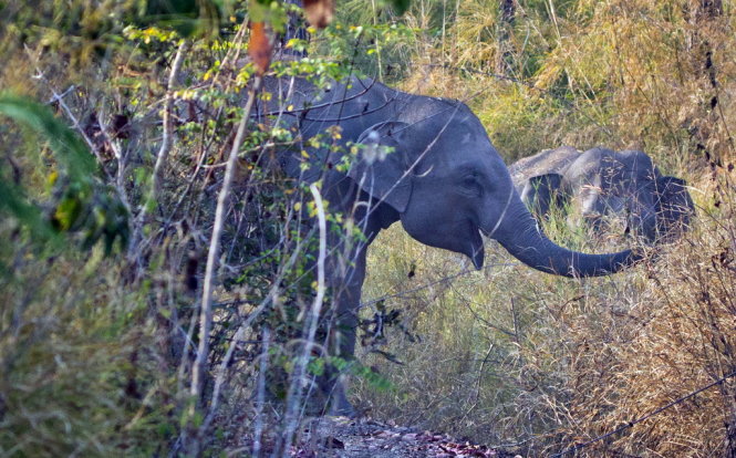 Cận cảnh voi rừng đang kiếm ăn trong Vườn quốc gia Yok Đôn - Ảnh: Quang Tùng