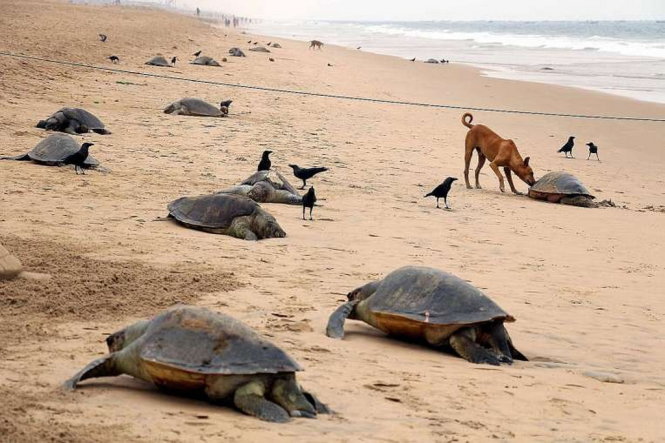 Rùa chết hàng loạt trên bờ biển Ấn Độ - Ảnh: AFP