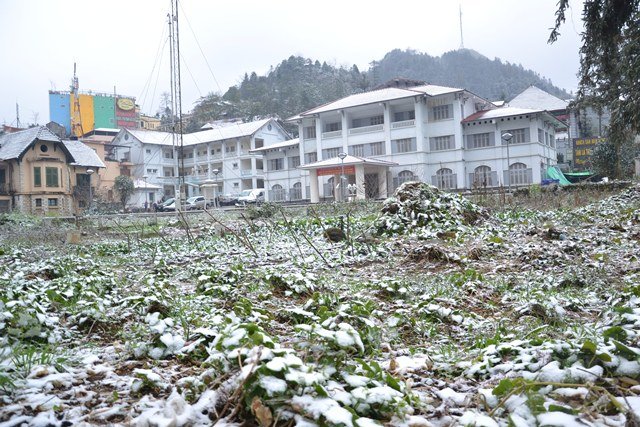 Cây cối bị vùi trong giá lạnh của tuyết - Ảnh: Hồng Thảo