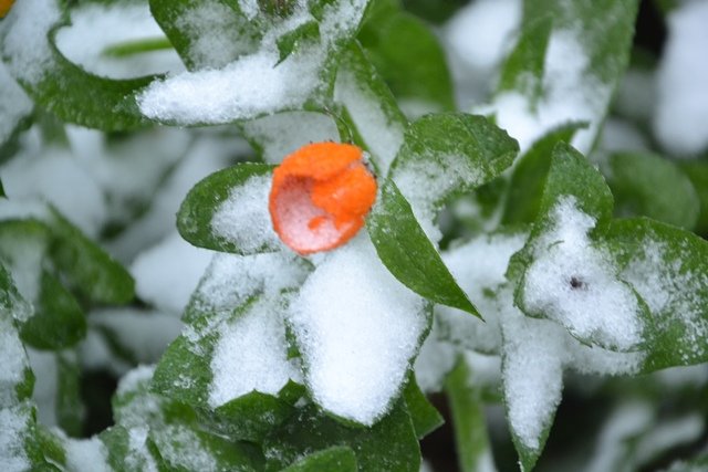 Đến 8h sáng tuyêt vẫn dầy bám kín cây cỏ ở Sapa - Ảnh: Hồng Thảo