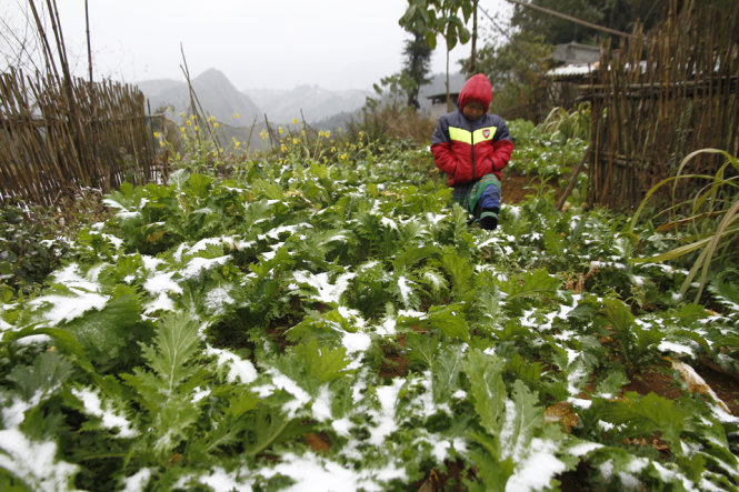 Vườn rau cải Mông bị phủ đầy tuyết tại bản Cát Cát, Sa Pa, Lào Cai - Ảnh: Nam Trần
