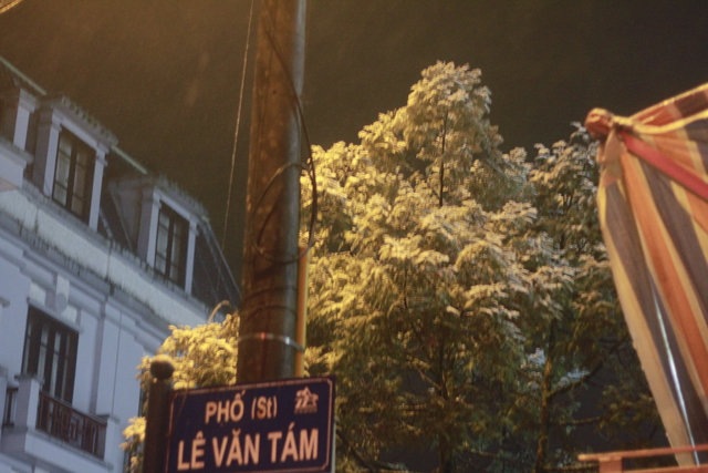 Tuyết phủ nhiều trên một cây trên đường Lê Văn Tám thị trấn Sapa - Ảnh: Nam Trần