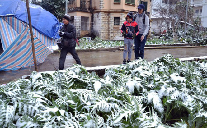 Mưa tuyết vùi lấp, gây thiệt hại cây dược liệu và cây hoa của người dân Sa Pa - Ảnh: Hồng Thảo