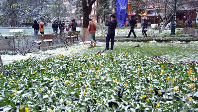 Mưa tuyết vùi lấp, gây thiệt hại cây dược liệu và cây hoa của người dân Sa Pa - Ảnh: Hồng Thảo