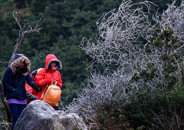 Người dân Hong Kong lên núi Tai Mo Shan thưởng thức băng tuyết - Ảnh: AsiaOne