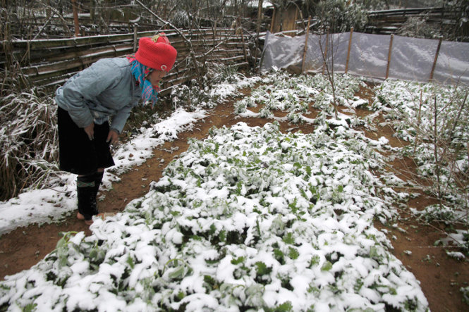 Mảnh vườn rau cải tại Sa Pa bị tuyết phủ sắp phải nhổ bỏ - Ảnh tư liệu báo Tuổi Trẻ