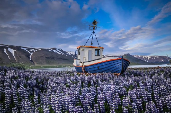 ... Thưởng ngoạn vẻ đẹp của những cánh đồng đậu lupin ở Iceland