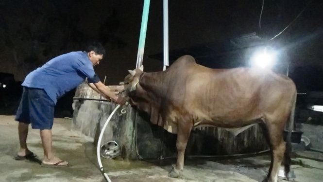 Ông Nguyễn Sĩ Thuyết bị bắt quả tang bơm nước vào bò - Ảnh: Nguyễn Nam