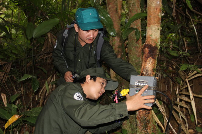 Ông Lương Viết Hùng (đứng) cùng thành viên đội bảo vệ rừng lắp đặt bẫy ảnh tại “tọa độ mật” ở huyện Tây Giang, Quảng Nam - Ảnh: TR.Trung