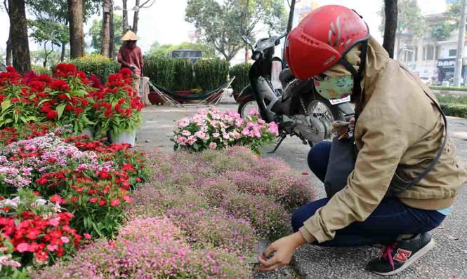 Hoa cô dâu từ Lâm Đồng là loại hoa mới tết này ở công viên 23-9 - Ảnh: Yến Trinh