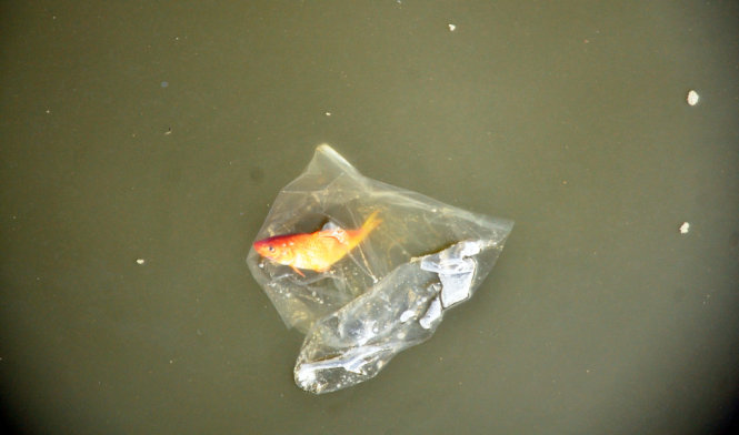 Một chú cá chép vẫn nằm trong bao nilon trôi trên kênh Tàu Hủ, Q.8 - Ảnh: Đại Việt
