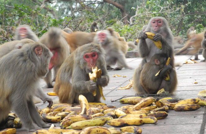 Hơn 1.000 con khỉ vàng Macaca Mulatta được nuôi trên đảo Rều phục vụ sản xuất văcxin và các công trình nghiên cứu y học - Ảnh: Đức Hiếu