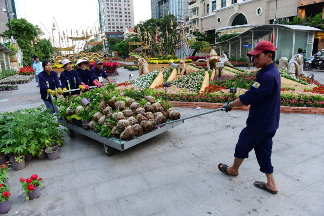 Công nhân cùng nhau di chuyển các chậu hoa để trang trí