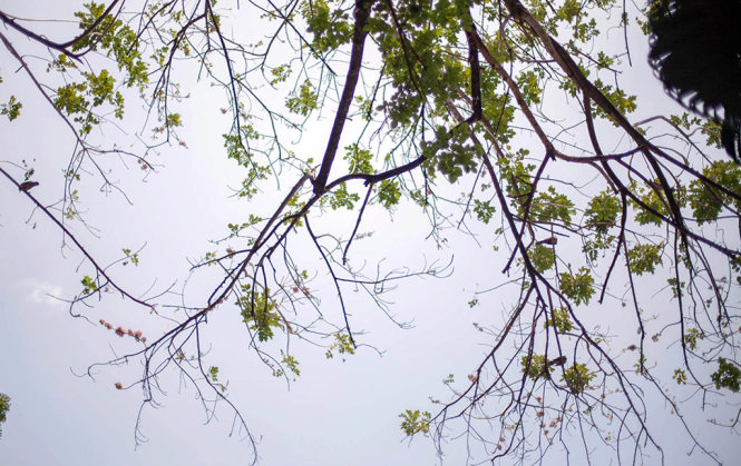 Cây hoa Đỗ Mai đang nở hoa trong công viên Tao Đàn. Cây nầy cao to, có thể rất cao tuổi. Do bị các cây khác chen chắn, lại vướng các mái bạt nơi pha chế nước giải khát gần đó nên không thể chụp toàn cảnh - Ảnh: Tran Duy.
