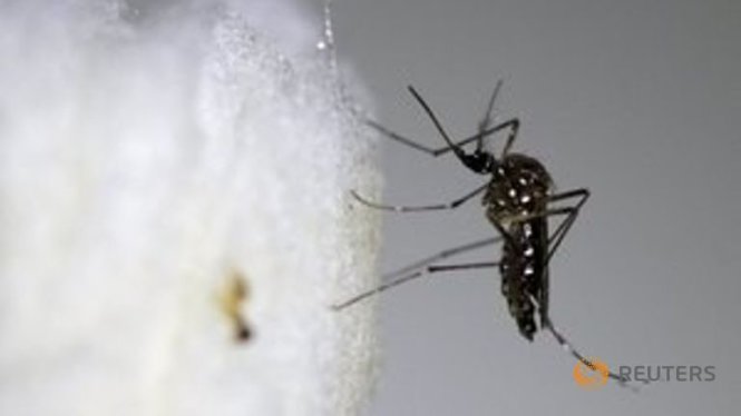 Dịch bệnh do vi rút Zika đang gây hoang mang ở châu Mỹ và thế giới - Ảnh:Reuters
