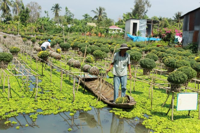 Người trồng hoa ngậm ngùi lật bỏ hàng trăm giỏ hoa ngay tại giàn - Ảnh: Mạnh Khang