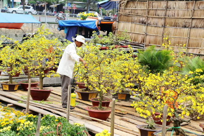 Một chủ nhà vườn đang chăm sóc những chậu mai nở sớm tại chợ hoa bến Bình Đông Q8, TPHCM