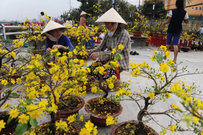 Nhà vườn  ngắt những bông hoa nở sớm mong bán được mai khỏi lỗ tiền vận chuyển - Ảnh: Tự Trung