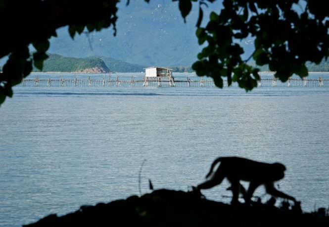 Đảo khỉ Hòn Lao cách TP.Nha Trang khoảng 18km, nằm giữa đầm Nha Phu mênh mông sóng biếc - Ảnh: Tiến Thành