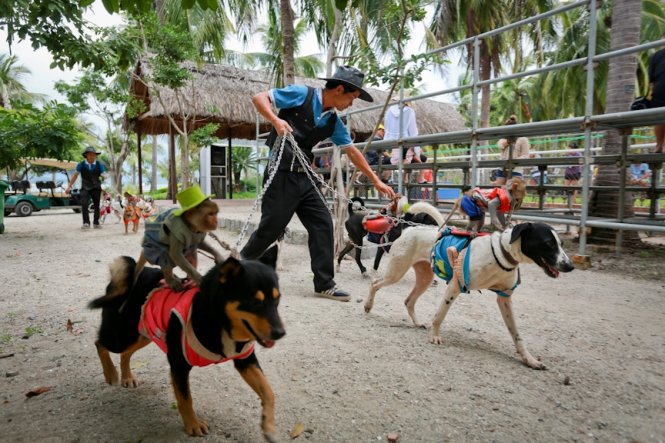 Anh Nguyễn Văn Mận (ảnh), cho biết việc huấn luyện màn trình diễn những “kỵ sĩ” khỉ ngồi trên lưng chó phải mất một tháng trời - Ảnh: Tiến Thành