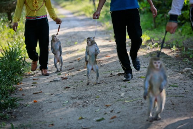 Kết thúc những suất biểu diễn xiếc một ngày, những chú khỉ được nhân viên dẫn về nơi chăm sóc sức khỏe - Ảnh: Tiến Thành