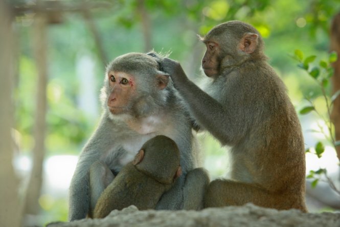 Hòn đảo là nơi sinh sống tự nhiên của hơn 1.200 chú khỉ. Trong ảnh: một gia đình khỉ chăm sóc nhau trên đảo  - Ảnh: Tiến Thành