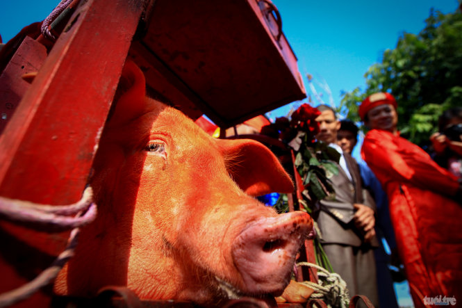 Do tôn thờ ngày lễ long trọng này, người dân gọi con lợn là 