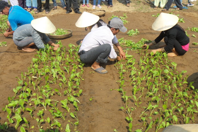 Dân trong làng thi làm đất và trồng cải trong ngày hội làng  - Ảnh: Kim Em
