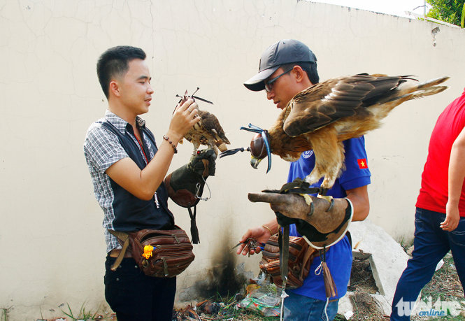 Chim săn mồi được hai thành viên trong câu lạc bộ chăm sóc - Ảnh: Xuân An