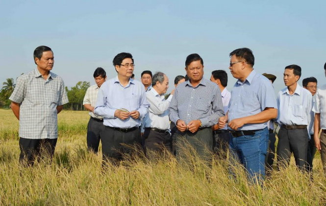 Bộ trưởng Cao Đức Phát cùng lãnh đạo tỉnh Kiên Giang khảo sát thực tế lúa bị nhiễm mặn tại huyện An Biên (Kiên Giang) - Ảnh: K.Nam