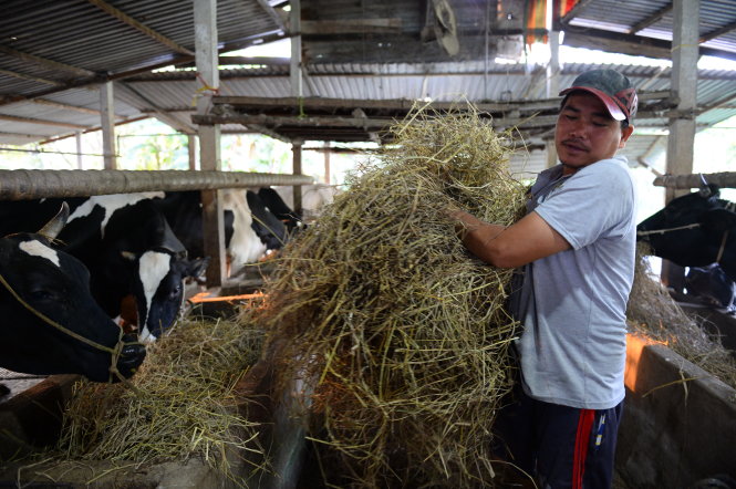 Anh Nguyễn Ngọc Sâm, người dân nuôi bò sữa ở xã Tân Thông Hội, huyện Củ Chi, TP.HCM