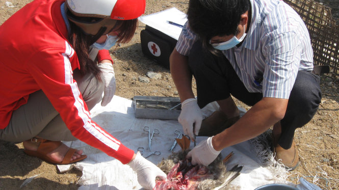 Cán bộ kỹ thuật Chi cục Thú y tỉnh Phú Yên mổ kiểm tra bệnh đối với đàn vịt - Ảnh THẾ ANH