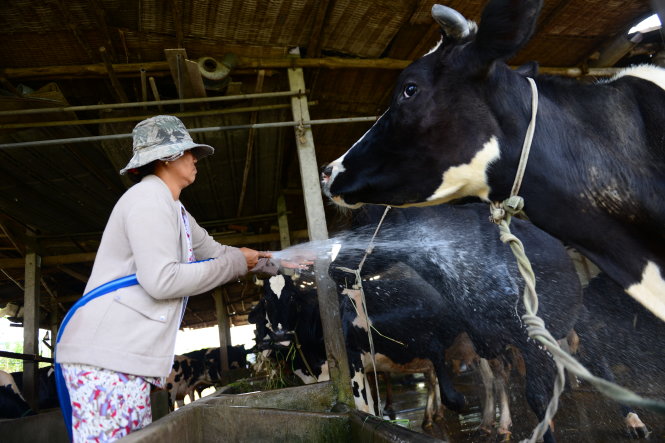 Người chăn nuôi không phải lo lắng đầu ra khi đã ký hợp đồng tiêu thụ với các công ty chế biến sữa 
- Ảnh: Thanh Tùng