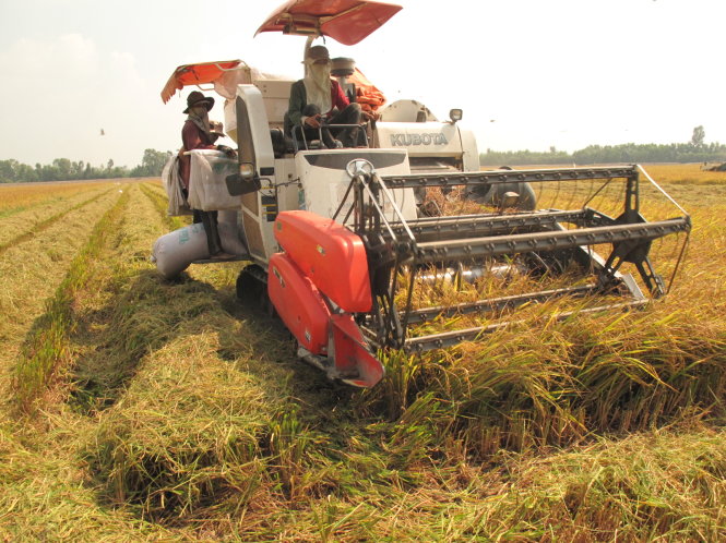 Thu hoạch lúa thơm trên cánh đồng lớn ở xã Hậu Mỹ Trinh - Ảnh: Thanh Tú