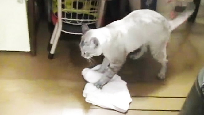 Chú mèo lau sàn nhà ở Nhật Bản - Ảnh chụp từ video clip