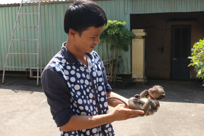 Anh Nguyễn Đình Tùng (hải đăng Hòn Khoai) cho biết phải “chia” khẩu phần ăn cho khỉ khi khỉ mẹ làm rơi con lúc vào phá vườn mận - Ảnh: T.Trình