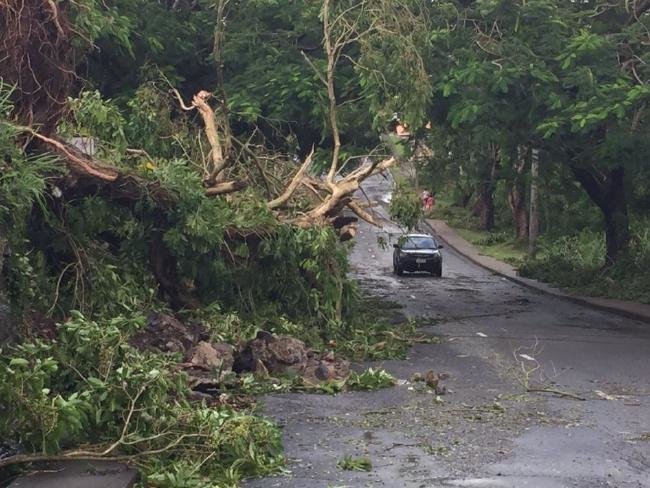 Nhiều cây to bị bật gốc do bão - Ảnh: news.com.au