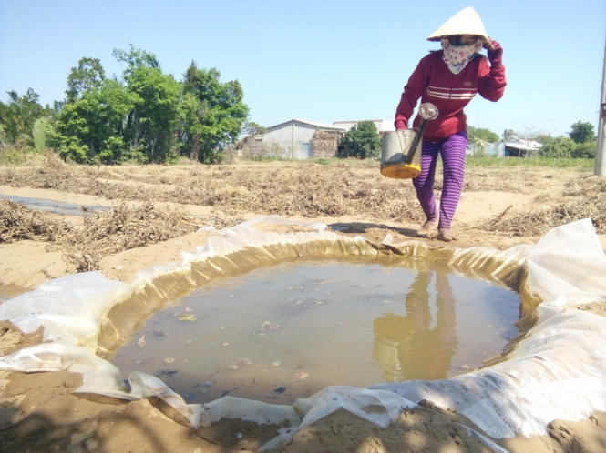Một người dân huyện Bình Đại, Bến Tre,  trữ nước ngọt trên ruộng dưa để tưới nhằm tiết kiệm nước