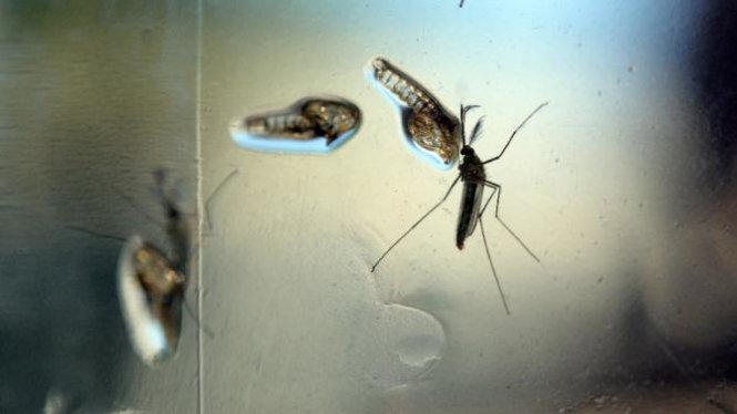 Cuba điều động 9.200 binh sỹ và cảnh sát tham gia chiến dịch diệt muỗi vằn Aedes, vật chủ lan truyền virút Zika - Ảnh: Yahoo