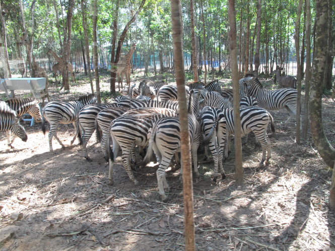 Các loài thú đang dần thích nghi với môi trường Vinpearl Safari Phú Quốc - Ảnh: Duy Khánh