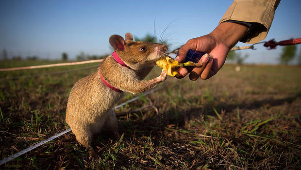 Chú chuột được thưởng quả chuối sau khi phát hiện ra mìn - Ảnh: CBS News