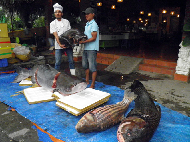 Bốn con cá “khủng” đang được tiếp nhận tại nhà hàng Hàng Dương Quán - Ảnh: Dương Thế Hùng