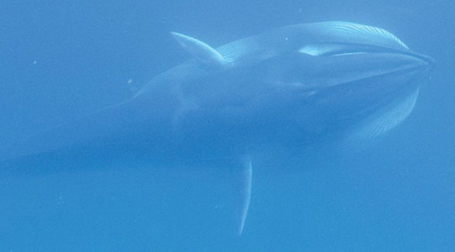 Hình ảnh loài cá voi bí ẩn nhất thế giới - Ảnh: rsos.royalsocietypublishing.org