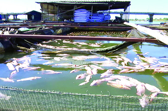 Cá bè chết trên sông La Ngà khiến nông dân điêu đứng - Ảnh: H.M.