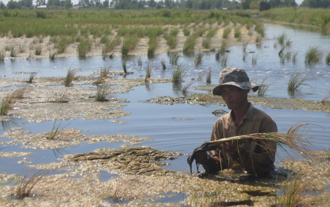 Diện tích lúa tôm của người dân bị thiệt hại do hạn hán và nhiễm mặn - Ảnh: T.Thái