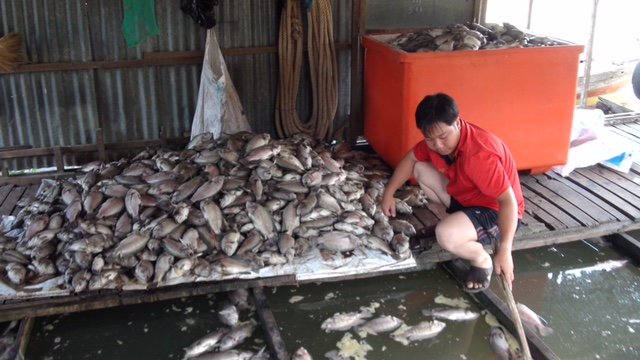 Hộ ông Trần Văn Dũng, xã Phú Thuận A, Hồng Ngự (Đồng Tháp) có 3 bè cá đều chết hàng loạt - Ảnh: Đ.Vịnh
